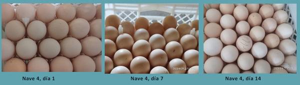 Caso de éxito: PlusProtect Digestive© y PhytoMax© aumentan la productividad en gallinas reproductoras - Image 3