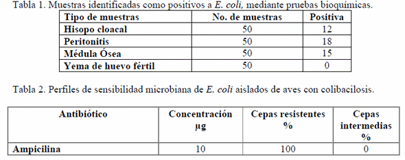Resistencia antimicrobiana de Escherichia coli aislada en unidades de producción de gallina reproductora ligera - Image 2