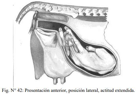Obstetricia y neonatología bovina: XI. Estática fetal Anormal - Image 10
