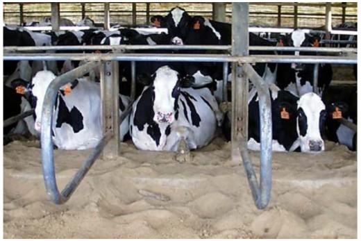 Diseño de cubículos en granjas de vacas lecheras en estabulación libre. - Image 5