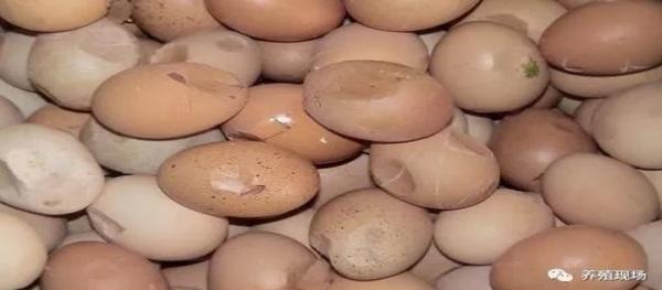 Los huevos rotos causan una enorme pérdida de ganancias - Image 1