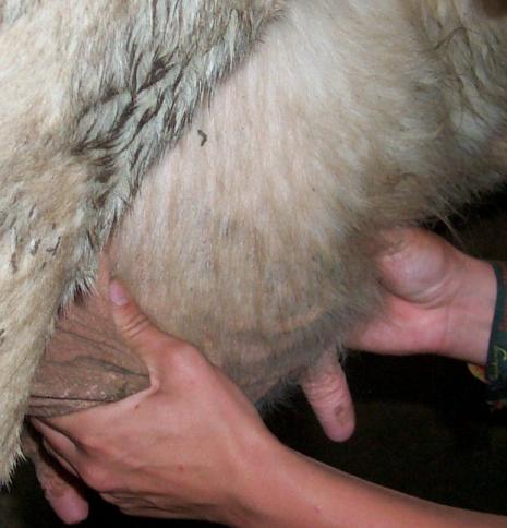 Pruebas para el diagnóstico de la mastitis bovina - Image 6