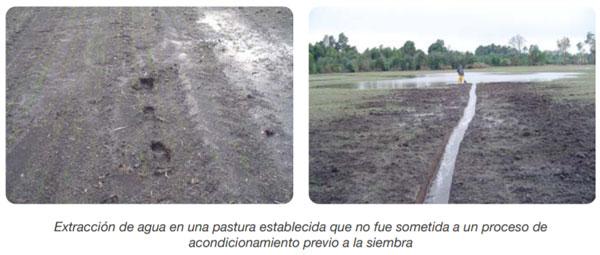 FORRAJERAS - Establecimiento de pasturas y cultivos suplementarios - Image 5
