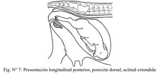 Obstetricia y neonatología bovina: V. Canal obstétrico - Image 3