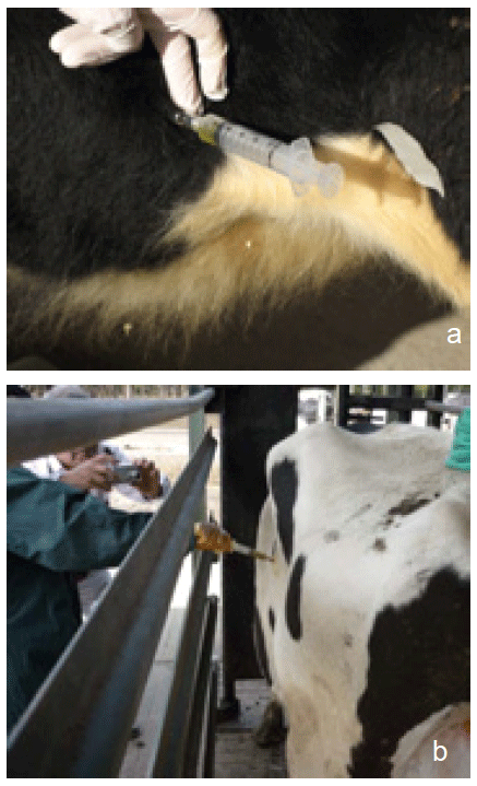 Figura 1. Punción para las ruminocentesis a) ventral, b) dorsal en vacas.