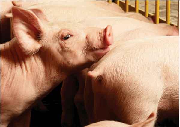 Nutrición de cerdos: lo que debemos saber sobre la etapa de precebo - Image 1