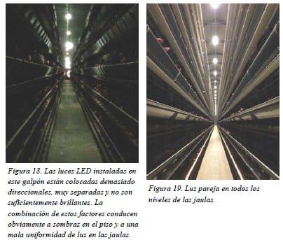 Entendiendo la luz en la Avicultura: Guía del uso de las luces LED y de otras fuentes de luz para ayudar a los productores de huevo - Image 14
