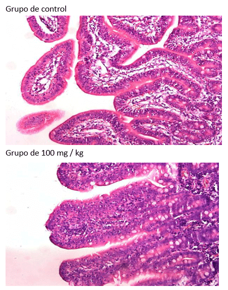 Figura 1 El efecto de los ácidos biliares en las vellosidades intestinales de lechones destetados