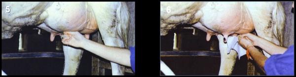Pruebas para el diagnóstico de la mastitis bovina - Image 12