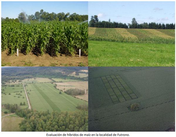 Manual del cultivo de maíz para ensilaje - Crecimiento y producción: Quinto Capítulo - Image 3