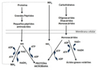Figura 3. Relación entre el metabolismo de los carbohidratos y de las proteínas en el rumen.