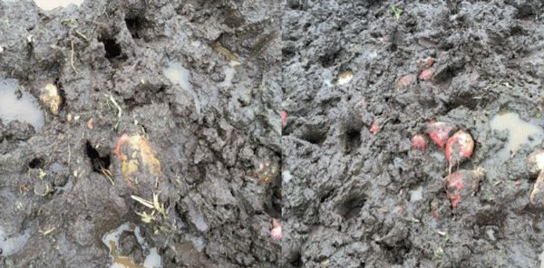 Sobreoferta y suelos blandos reducen la eficiencia de utilización de la remolacha en pastoreo.
