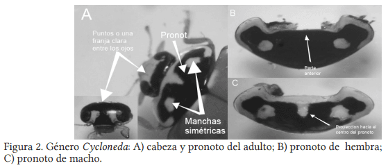 Colecta e identificación taxonómica de Coccinellidos que atacan al pulgón amarillo Melanaphis Sacchari Zehntner en sorgo en el sur de Tamaulipas - Image 2