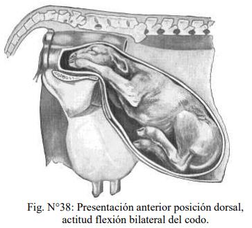 Obstetricia y neonatología bovina: XI. Estática fetal Anormal - Image 6