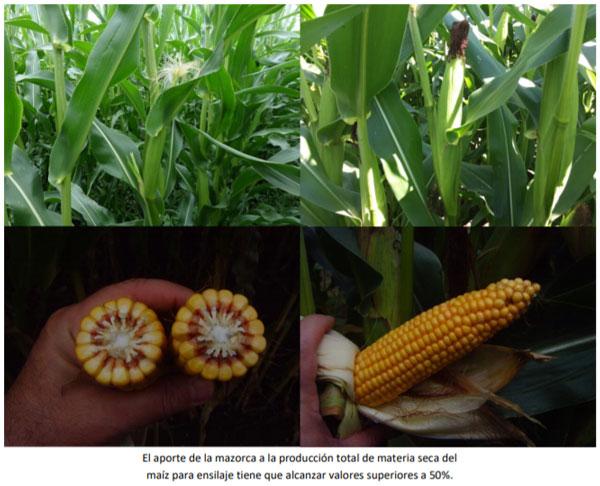 Manual del cultivo de maíz para ensilaje - Crecimiento y producción: Quinto Capítulo - Image 5
