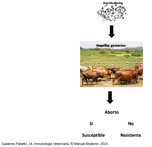 Identificación de biomarcadores de resistencia natural a Mycobacterium bovis en el ganado bovino - Image 5