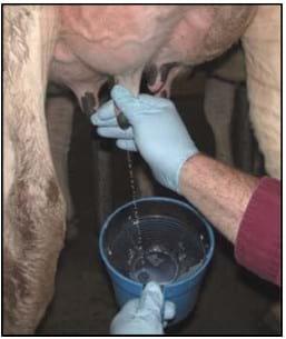 La preparación correcta de la ubre maximiza la calidad de la leche y minimiza el riesgo de mastitis - Image 1