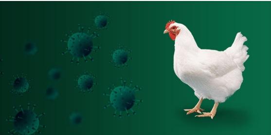 SARS CoV 2: cómo ella podrá acelerar la reducción del uso de los antibióticos mejoradores del rendimiento en la producción avícola - Image 1