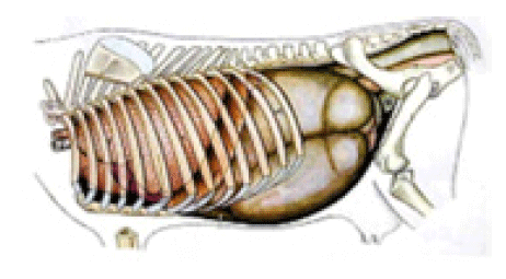 Vista lateral izquierda del abdomen