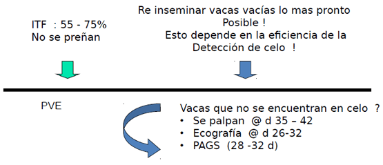 Eficiencia Reproductiva en el Ganado Lechero y su Recuperación Económica - Image 18