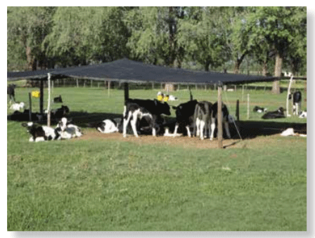 CRIANZA - Introducción y Vaca seca. Inicio de la crianza - Image 1