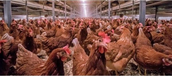 La solución de coccidios de gallinas ponedoras sin pérdida de huevos ni lesiones - Image 1