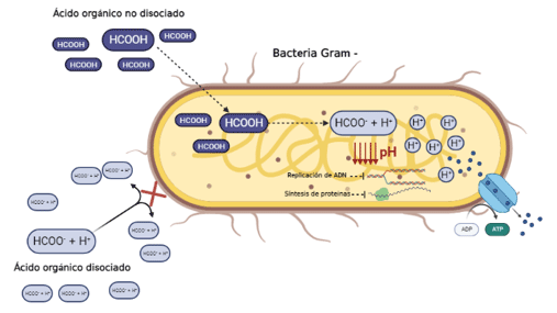 Figura 3: Mecanismo antibacteriano de los ácidos orgánicos. 