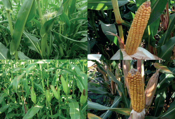 Diferencias en el tipo de grano y mazorcas de híbridos de maíz para ensilaje