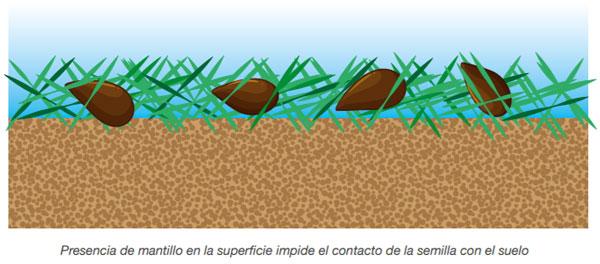 FORRAJERAS - Sistema de siembra - Image 10