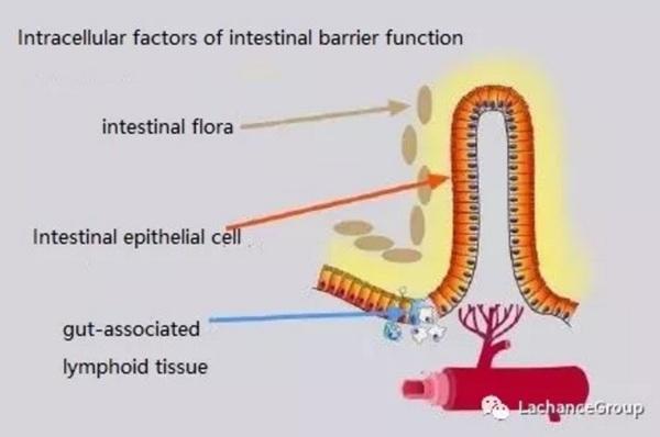 La verdad sobre la función de barrera intestinal en animales de granja - Image 3