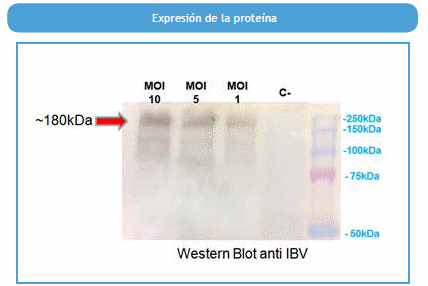 Expresión soluble de la glicoproteína Espícula del virus de bronquitis infecciosa aviar usando el sistema de expresión de Baculovirus - Image 2