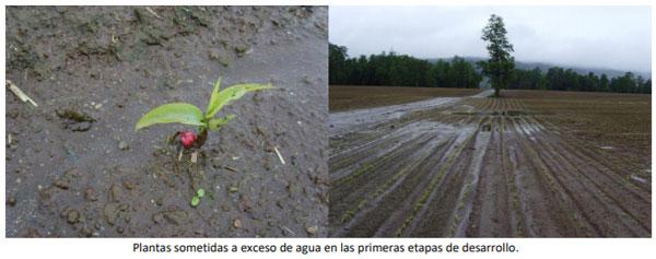 Manual del cultivo de maíz para ensilaje - Requerimientos del cultivo: Tercer capítulo - Image 4