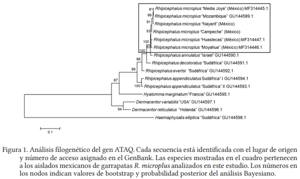 Análisis molecular de la secuencia del gen ATAQ en aislados mexicanos de la garrapata rhipicephalus microplus - Image 2