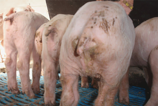 La salmonelosis clínica en cerdos generalmente ocurre de dos formas: septicemia causada por S. choleraesuis, y la forma más usual, enterocolitis causada por S. typhimurium, la cual se presenta principalmente en cerdos de entre 6-12 semanas.