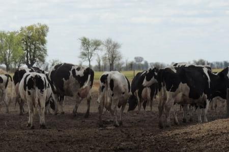 Inclusión de urea protegida en dietas para vacas lecheras - Image 1