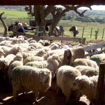 Biotipos maternales y terminales para enfrentar los nuevos desafíos de la producción ovina moderna - Image 2