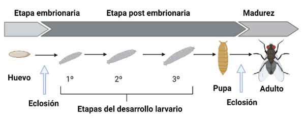 Figura 2. Fases de desarrollo de la mosca. Adaptado y modificado (2).
