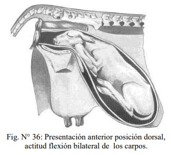 Obstetricia y neonatología bovina: XI. Estática fetal Anormal - Image 4