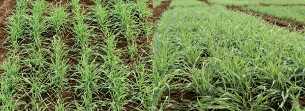 Etapa inicial de la mezcla Triticale cv Aguacero + Centeno cv. Generator