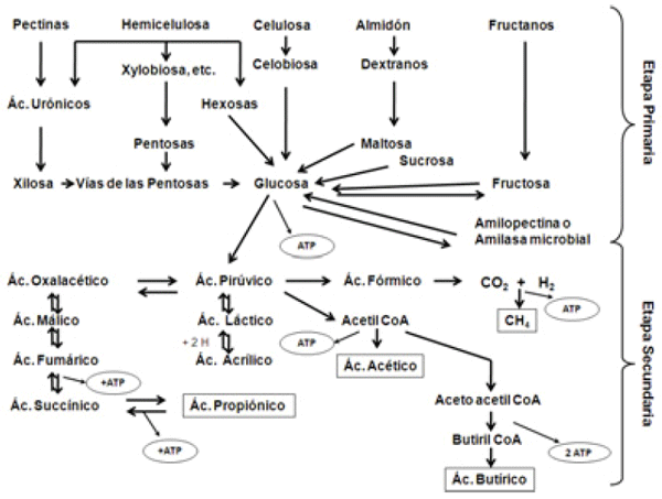 Figura 4. Etapas y rutas metabólicas en la fermentación de carbohidratos (Mod.Grudsky y Arias 1983.)