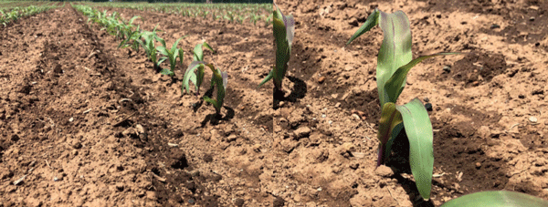 SUPLEMENTARIOS - Maíz (Zea mays L.) - Image 3