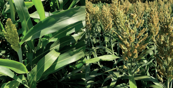 Panojas de plantas de sorgo (Sorghum spp. Moench) en diferente estado de madurez