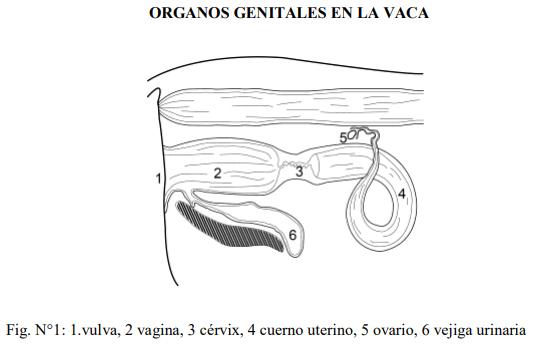 Obstetricia y neonatología bovina: I. Anatomía del aparato reproductor Femenino - Image 1