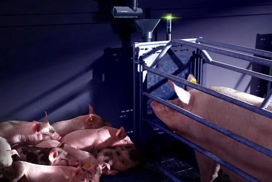 La alimentación automatizada mejora la salud de las cerdas y el rendimiento de los cerdos destetados - Image 1