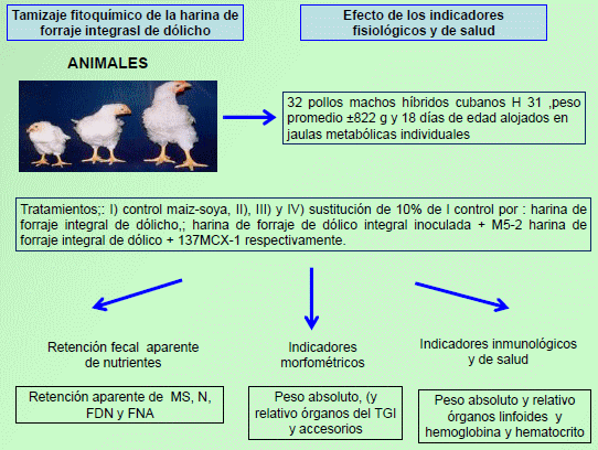 Harina de forraje integral de Lablab purpureus (dolicho) biotransformada y su efecto en la fisiología digestiva y salud de pollos de ceba - Image 2