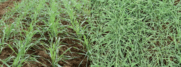 Cobertura alcanzada por el Triticale cv. Aguacero en menos de 30 días post siembra