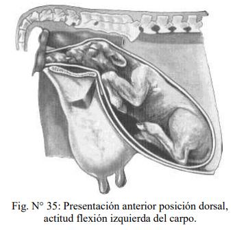 Obstetricia y neonatología bovina: XI. Estática fetal Anormal - Image 3