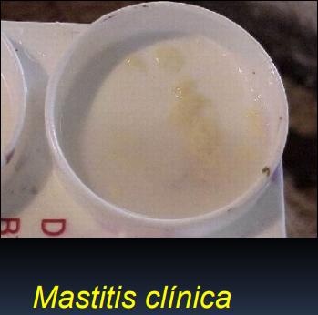 Pruebas para el diagnóstico de la mastitis bovina - Image 16