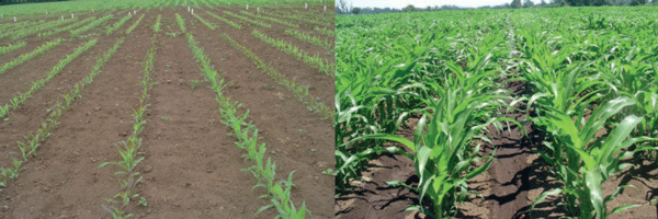 SUPLEMENTARIOS - Maíz (Zea mays L.) - Image 2