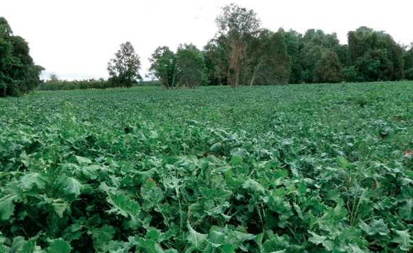SUPLEMENTARIOS - Raps Forrajero Brassica napus L. subsp. biennis - Image 1